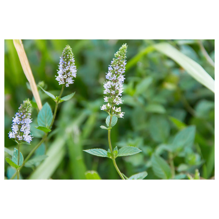 Heirloom Mint Flower Seeds, Non-GMO Fragrant Herb Blooms for Culinary and Garden Planting | Neera Seeds product photo [neera-v4-9ce472ea9cfb6599776f]