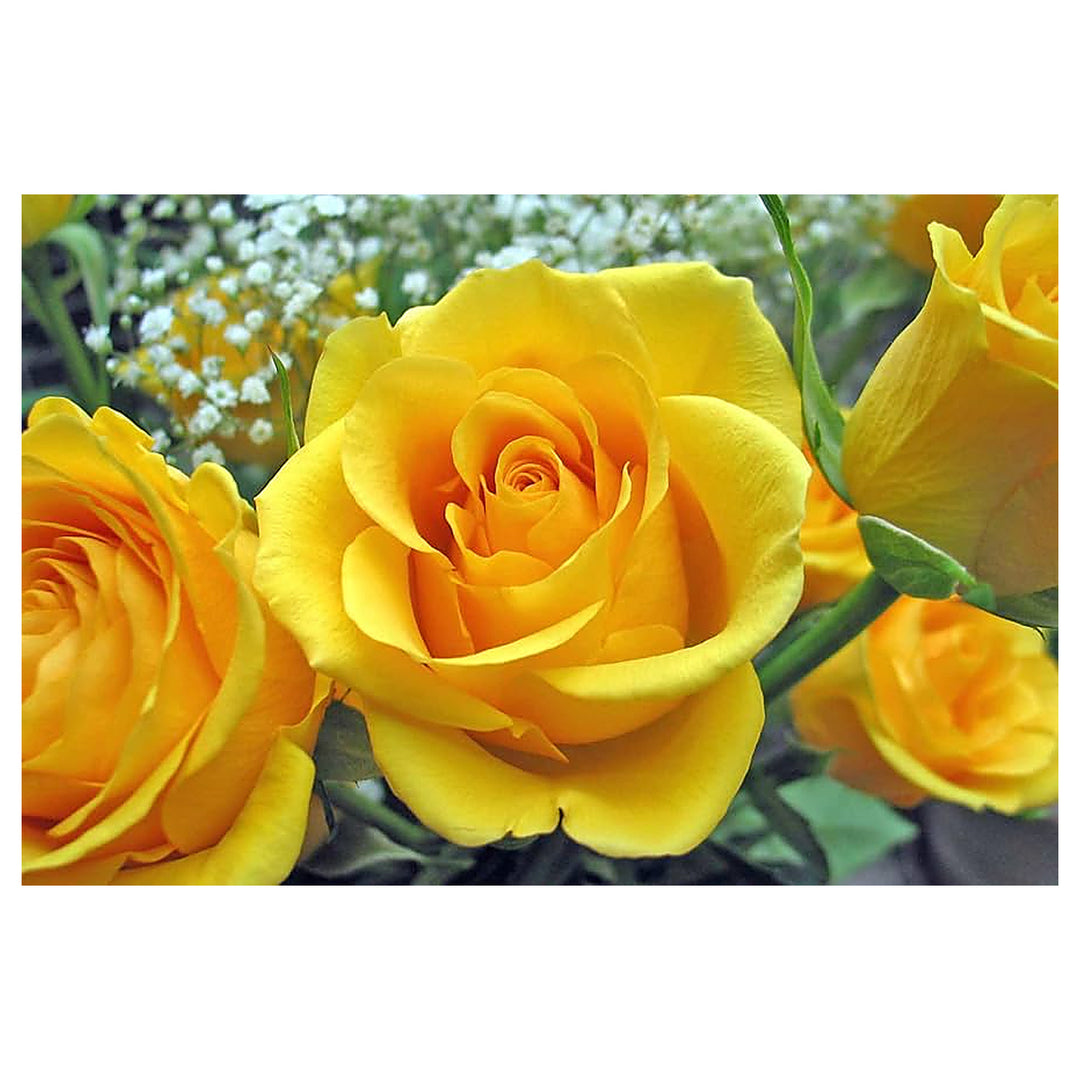 Deep Yellow Rose Plant Seeds for Planting - Non-GMO Heirloom Garden Seeds for Growing | Neera Seeds product photo [neera-v4-9ce5c98713f63953da71]