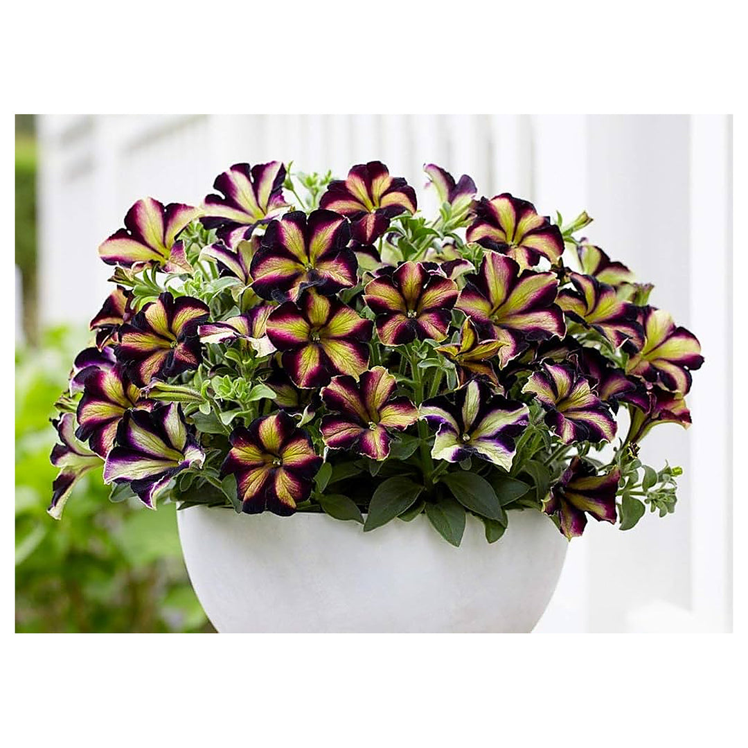 Blue Red Black Petunia Petunia Hybrida Rare Color Mix Flower For Planting Shades For Unique | Neera Seeds product photo [neera-v4-9cf4d76887f1668e72d8]