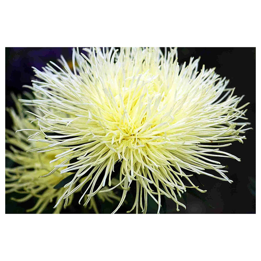 Heirloom Non-GMO Callistephus Flower Seeds | Light Yellow Blooms | Organic Garden Seeds for Planting | High Germina | Neera Seeds product photo [neera-v4-9cf677c6a1534f23bc04]