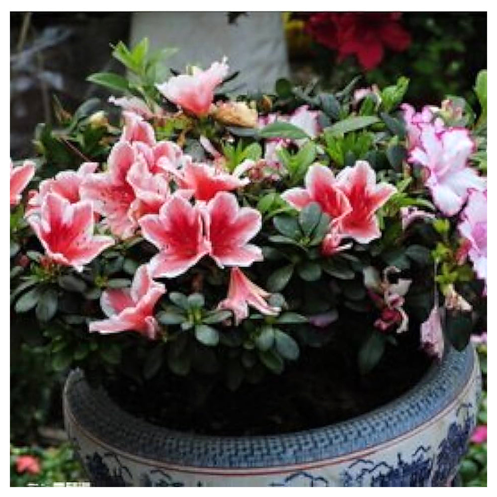Organic White Red Azalea Flower Seeds for Planting – Heirloom Non-GMO | High Germination Organic Garden Seeds | Neera Seeds product photo [neera-v4-9d0483795ad229b5d5e3]