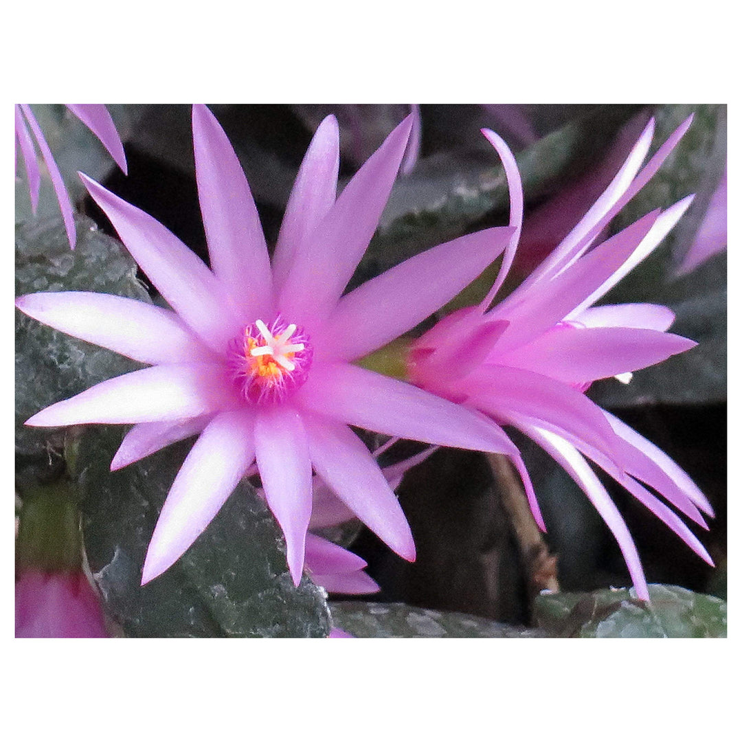 Pink Hatiora Rosea Rose Easter Cactus Stunning Flowers Rare Rare Cactus Gardens Flower Seeds | Neera Seeds product photo [neera-v4-9d14cb0eaee41302f5e7]