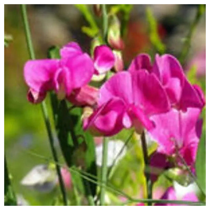 Heirloom Non-GMO Sweet Peas Flower Seeds – Fragrant Climbing Vine Seeds for Garden Trellises, High Germination | Neera Seeds product photo [neera-v4-9d16e33ac5a9e04673c1]