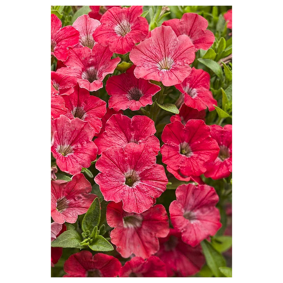Pink Mix Petunia Hanging Flower Seeds – Heirloom Non-GMO, High Germination Seeds for Planting | Neera Seeds product photo [neera-v4-9d1a8b693e3ba5243257]