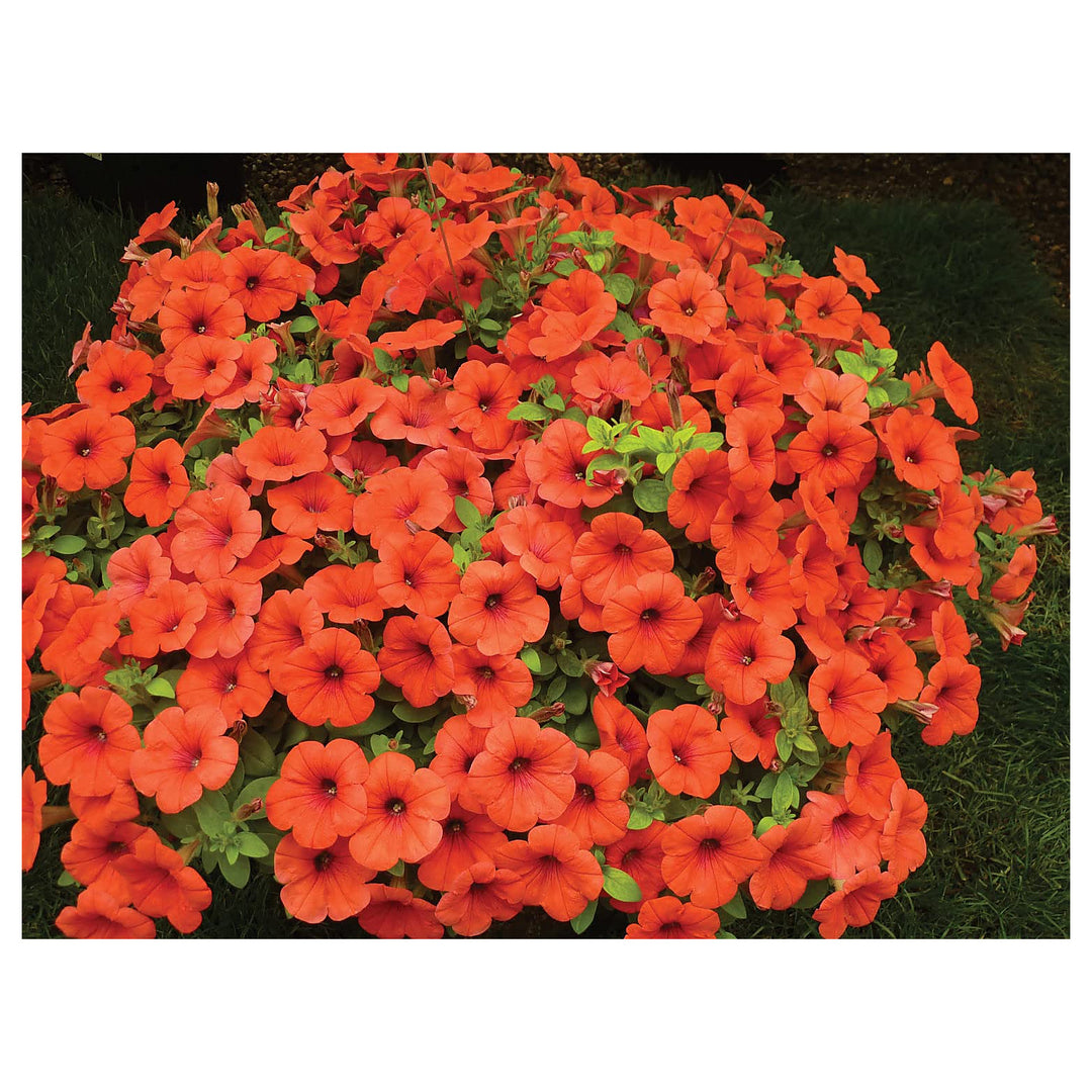 Orange Petunia Flower Seeds for Planting – Heirloom, Non-GMO, High Germination Organic Garden Seeds | Neera Seeds product photo [neera-v4-9d4840e4837121b88181]
