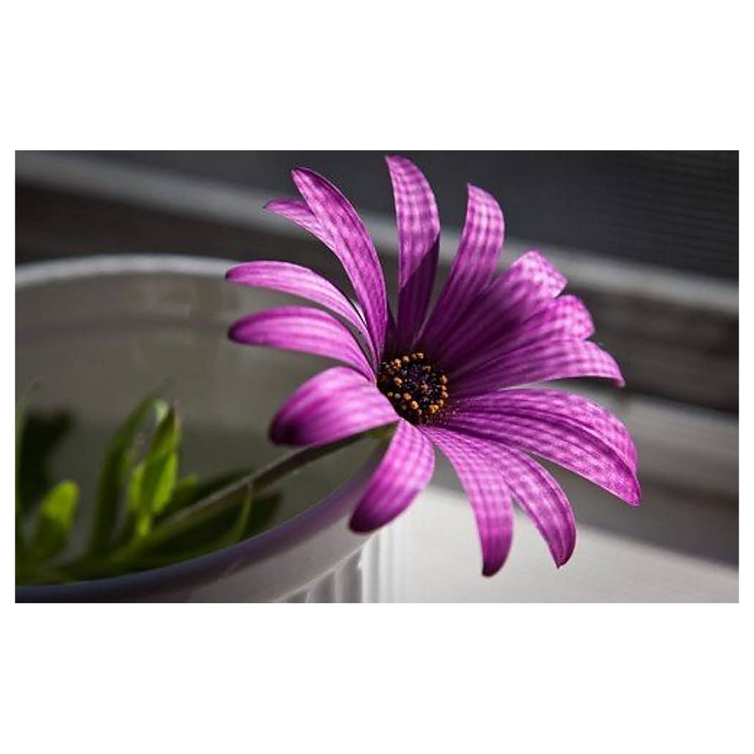 White Purple Rare Side Stripes Flower Home Gardening Flower Seeds Home Garden Planting, | Neera Seeds product photo [neera-v4-9d49fa1bd42a66ad1e4d]