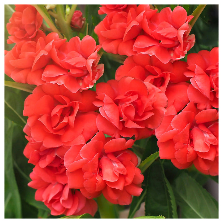 Heirloom Non-GMO Impatiens Carousel Flower Seeds for Planting – Colorful Shade-Loving Garden Blooms | Neera Seeds product photo [neera-v4-9d56321b5031684a8e41]