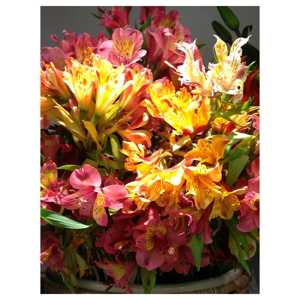Alstroemeria Flower Seeds – Heirloom, Non-GMO, High Germination Peruvian Lily Organic Garden Seeds for Planting | Neera Seeds product photo [neera-v4-9d59343e8875465b5142]