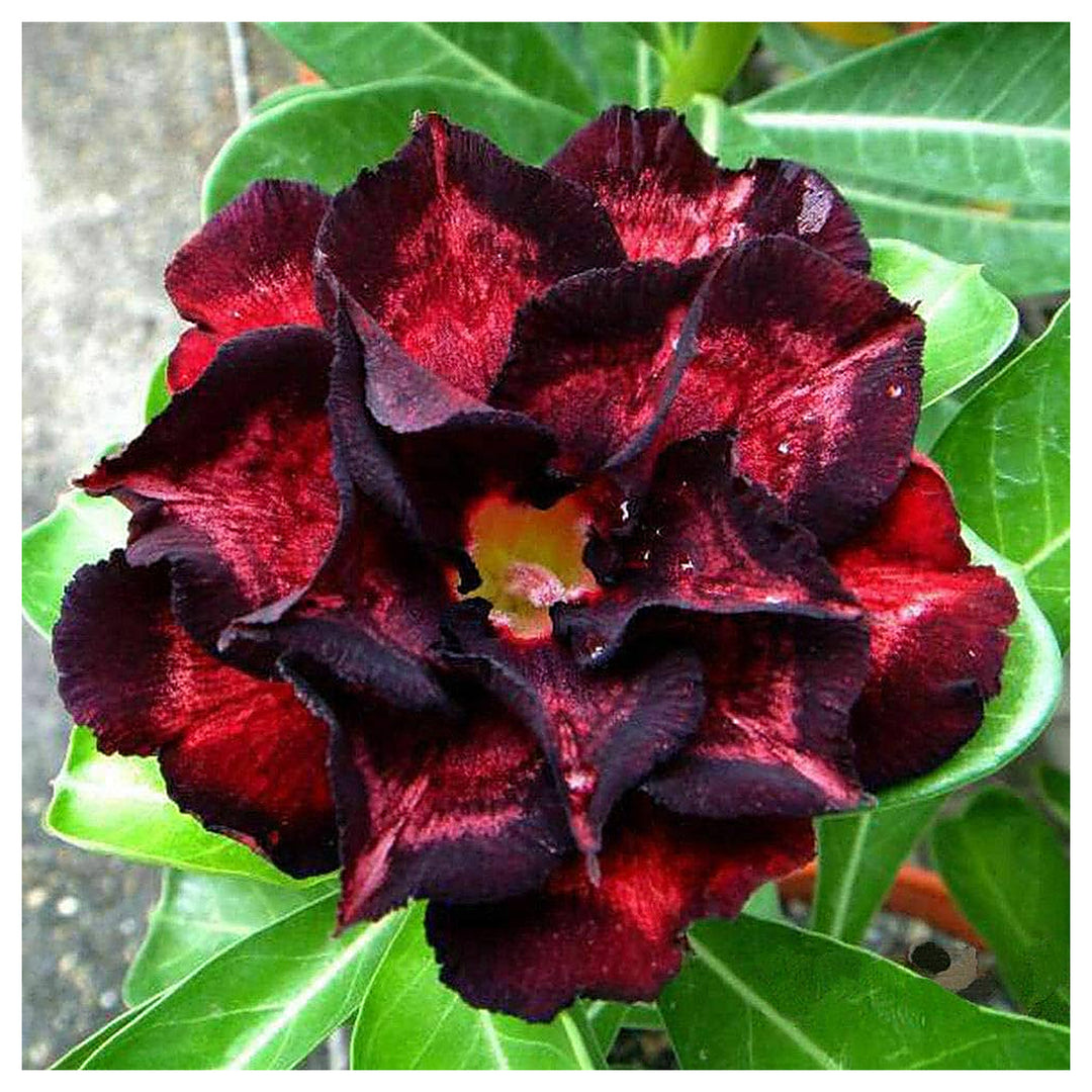 Black Red Desert Rose Seeds - Adenium obesum Flower Seeds for Planting, Drought-Tolerant Succulent Blooms | Neera Seeds product photo [neera-v4-9d5f887e5d7099500e06]