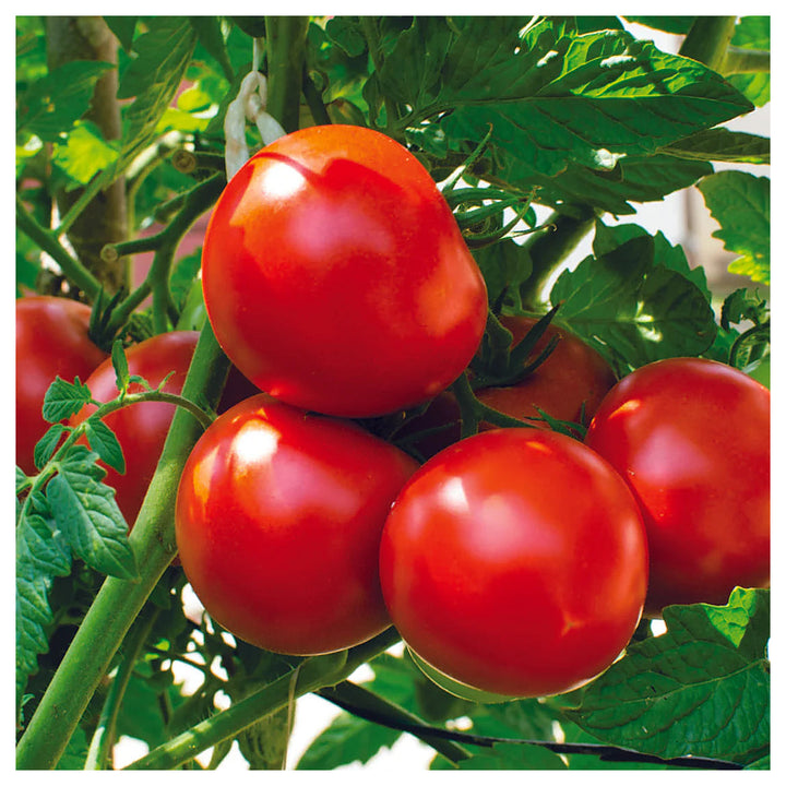 Sour-Type Tomato (Winter Variety) Vegetable Seeds for Planting – High-Acid Variety for Pickling and Cooking | Neera Seeds product photo [neera-v4-9d65a21d0f8b9aed2d99]