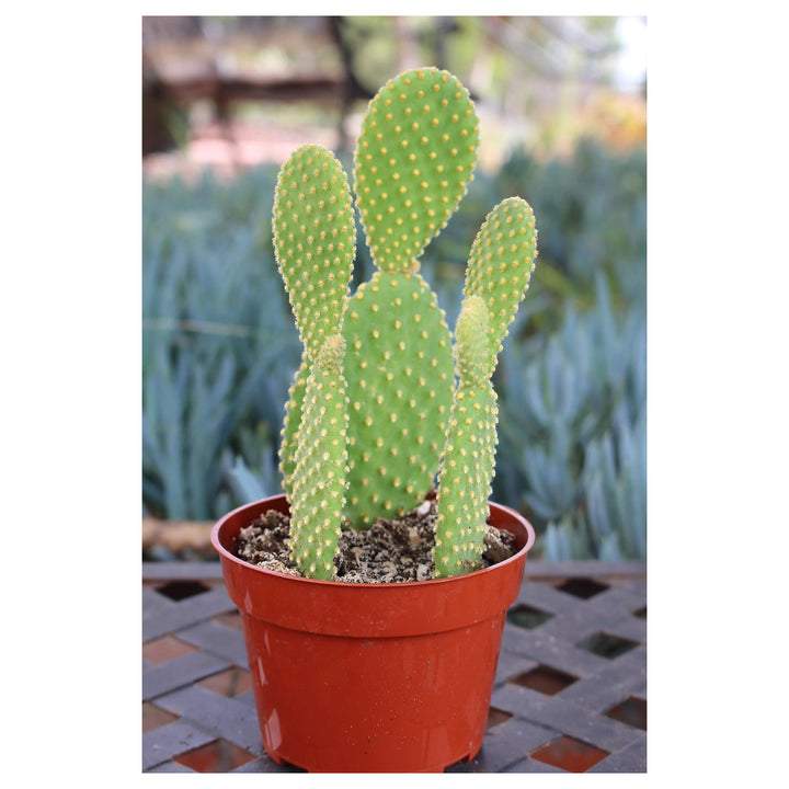Green Opuntia Engelmannii Plant Seeds for Planting – Cactus &amp; Prickly Pear Gardens, Heirloom &amp; Non-GMO, High Germin | Neera Seeds product photo [neera-v4-9d79006a05c8e1905172]