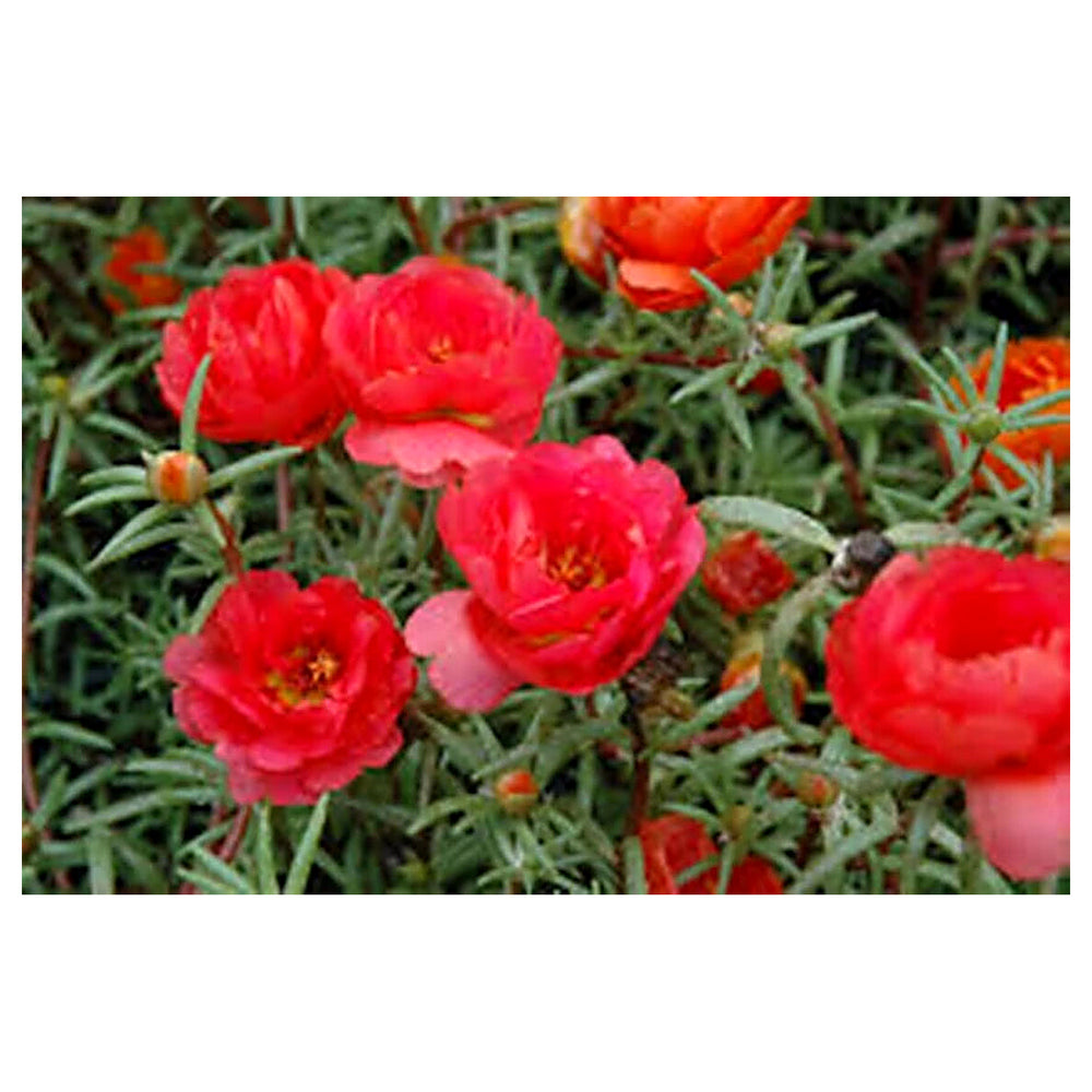 Red Portulaca Flower Seeds for Planting - Heirloom Non-GMO High Germination Organic Garden Seeds | Neera Seeds product photo [neera-v4-9d84ca868934d43ce825]