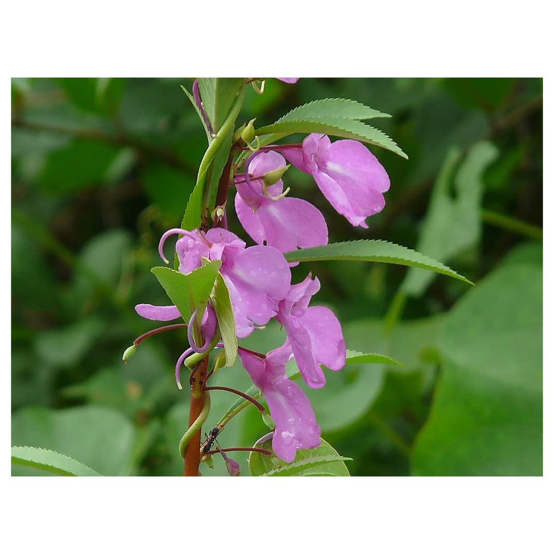 Impatiens Balsamine Violet Seeds – Organic, Heirloom, Non-GMO Seeds for Planting | Neera Seeds product photo [neera-v4-9d8a62dd371f290fce43]