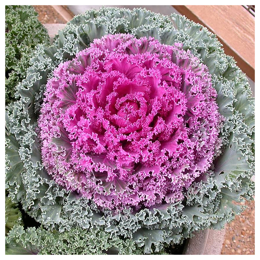 Heirloom Non-GMO Purple Kale Flower Seeds for Planting | High Germination Organic Garden Seeds | Neera Seeds product photo [neera-v4-9d90d9fa7e6f5610baa9]