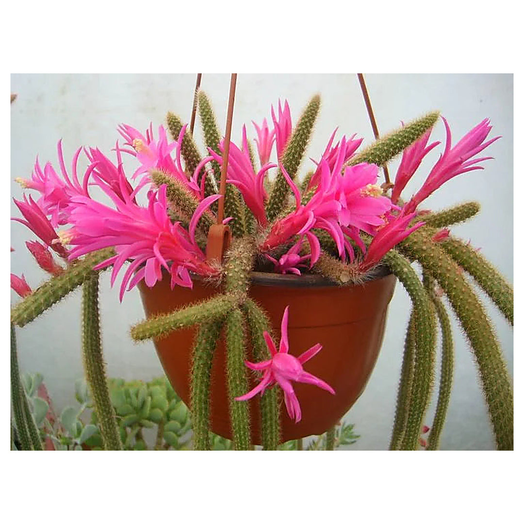 Organic Pink Flagelliformis Plant Seeds for Planting – Heirloom, Non-GMO | Neera Seeds product photo [neera-v4-9d947e68aaea6d13c044]