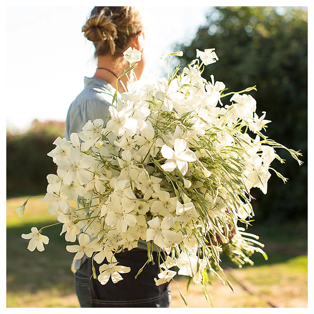 Agrostemma Ocean Pearl Flower Seeds – Heirloom, Non-GMO, High Germination Elegant Organic Garden Seeds for Planting | Neera Seeds product photo [neera-v4-9da69b25c0650d4041f8]