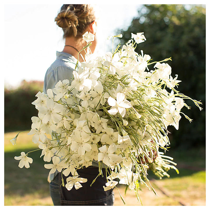 Agrostemma Ocean Pearl Flower Seeds – Heirloom, Non-GMO, High Germination Elegant Organic Garden Seeds for Planting | Neera Seeds product photo [neera-v4-9da69b25c0650d4041f8]