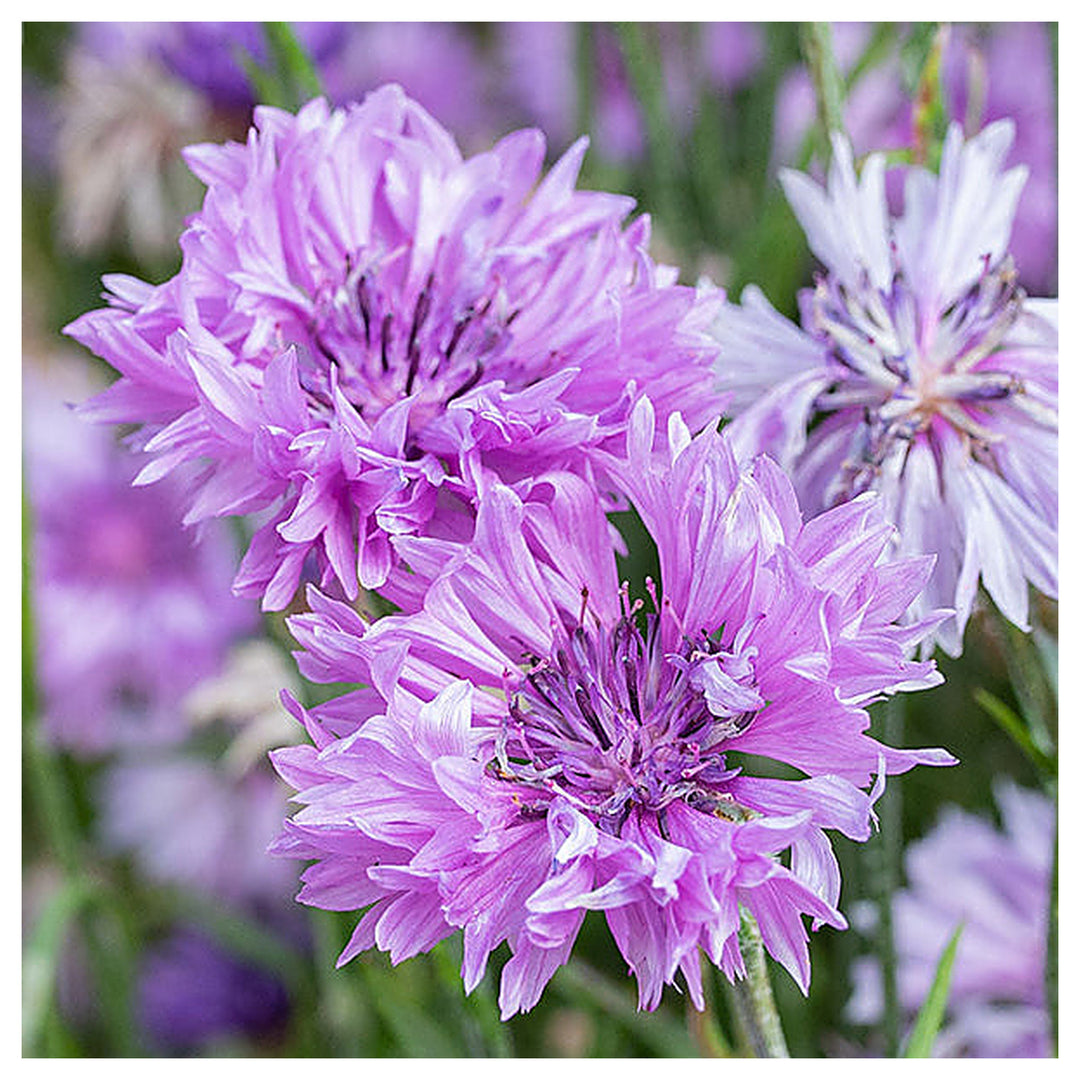 Purple Centaurea Flower Seeds for Planting – Hardy &amp; Easy-to-Grow Blooms | Neera Seeds product photo [neera-v4-9dabbfd2ee4f4e3dea02]