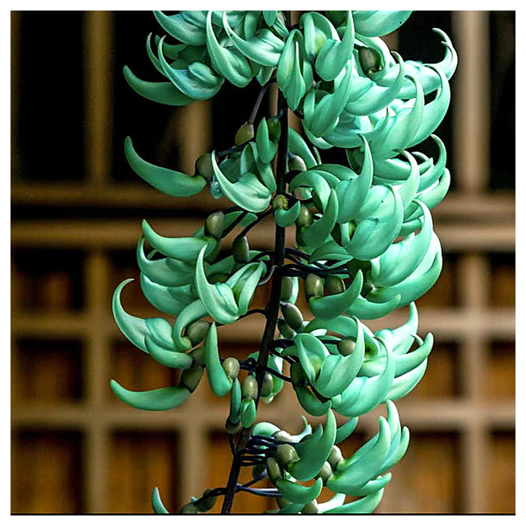 Heirloom Non-GMO Sky Blue Strongylodon Macrobotrys Flower Seeds for Planting – Exotic Organic Garden Seeds, High Ge | Neera Seeds product photo [neera-v4-9dcb2de21f4db0821ebe]