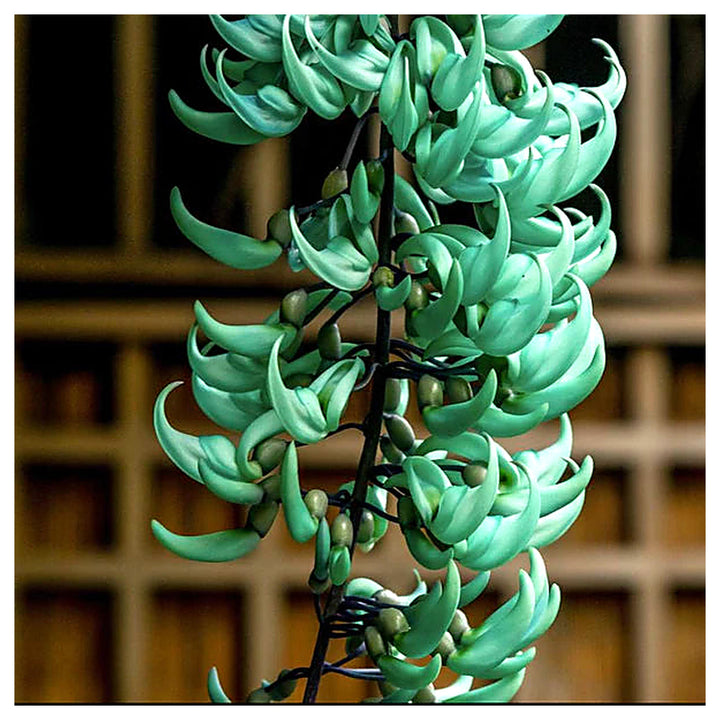 Heirloom Non-GMO Sky Blue Strongylodon Macrobotrys Flower Seeds for Planting – Exotic Organic Garden Seeds, High Ge | Neera Seeds product photo [neera-v4-9dcb2de21f4db0821ebe]