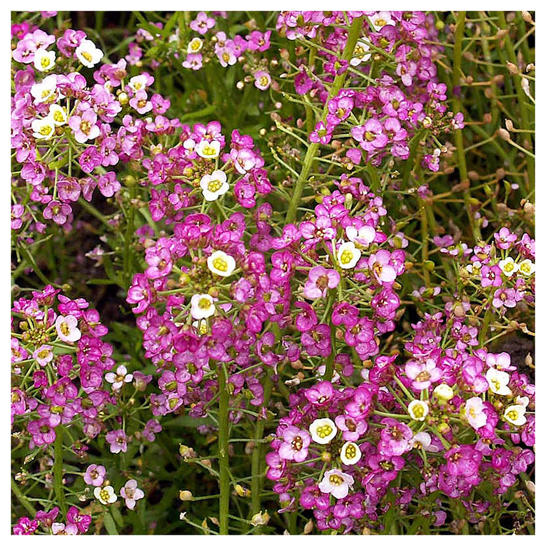 Pink Alyssum Lobularia Maritima Dwarf Sweet Herb For Planting Non Gmo Heirloom Variety For | Neera Seeds product photo [neera-v4-9de36908944a4de422a6]