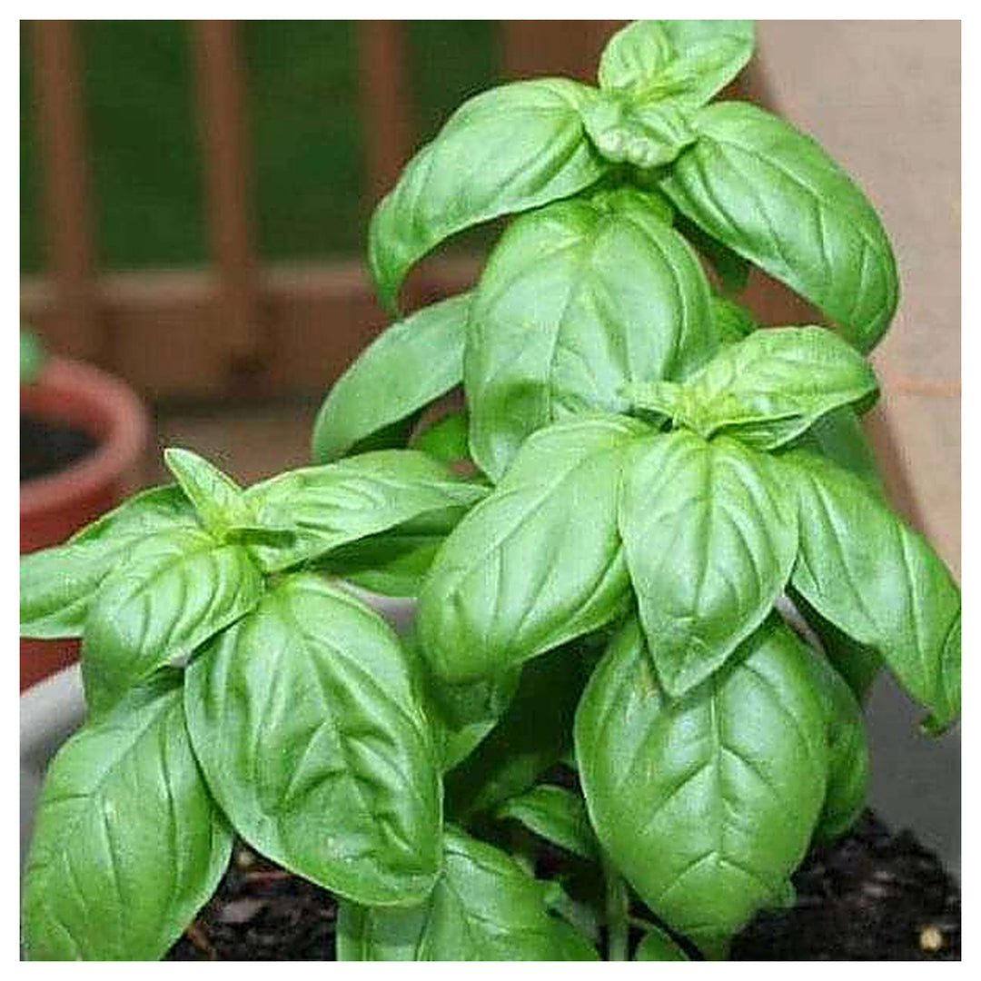 Genovese Basil Seeds – Heirloom & Non-GMO Seeds for Fresh Culinary Creations and Organic Planting | Neera Seeds product photo [neera-v4-9de62bfa51c02eea64ad]