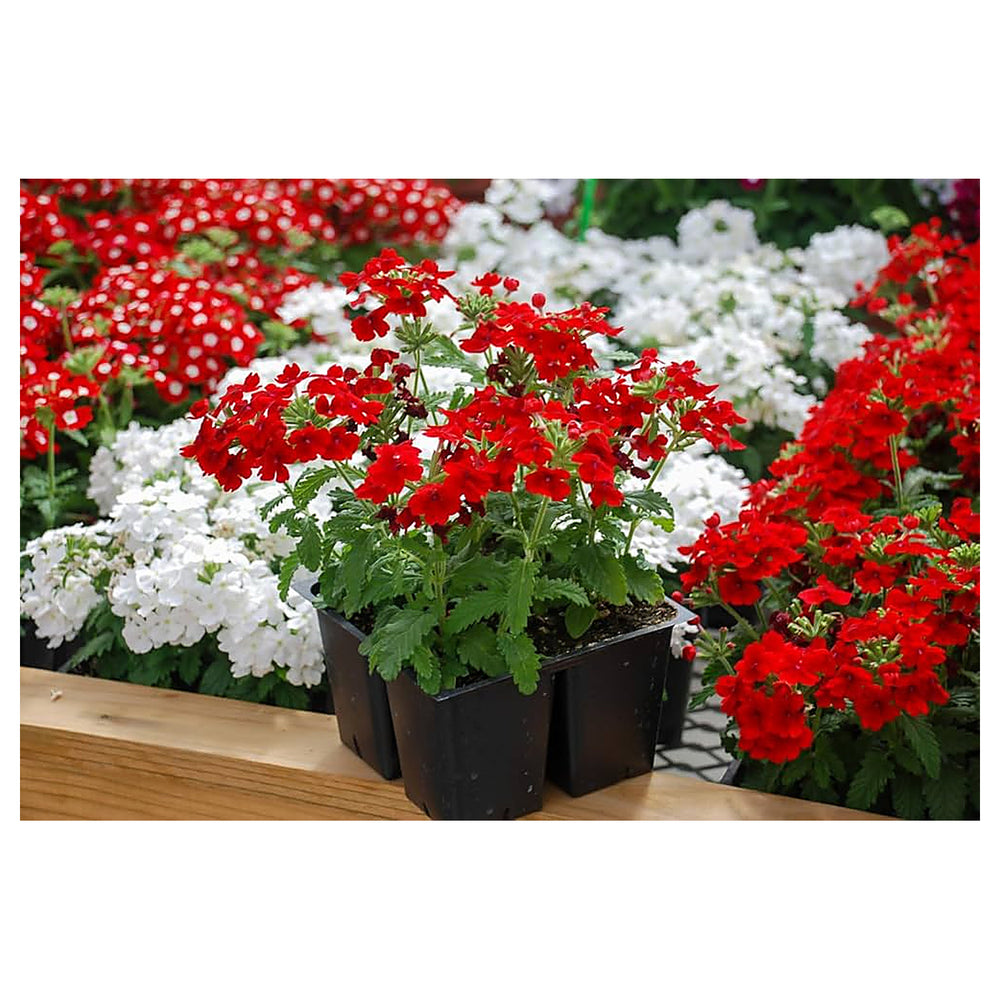 Burgundy Verbena Flower Seeds for Planting – Heirloom, Non-GMO, High Germination Organic Garden Seeds | Neera Seeds product photo [neera-v4-9de97812a2e670a035d9]