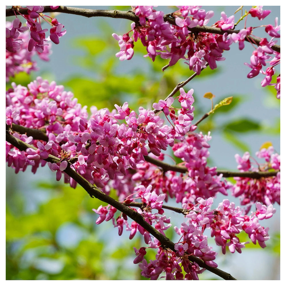 Heirloom Non-GMO Pink Canadensis Flower Seeds for Colorful Native Garden Planting | Neera Seeds product photo [neera-v4-9dec1f5d964d9bf144ce]