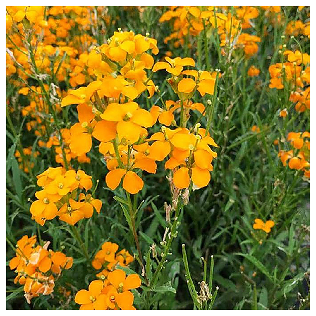 Heirloom Non-GMO Siberian Flower Seeds for Planting – Cold-Hardy Ornamental Garden Blooms | Neera Seeds product photo [neera-v4-9df8488b1f8e0176ad1e]