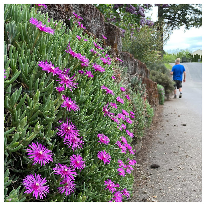 Organic Heirloom Non-GMO Lavender Delosperma Seeds for Planting – Succulent Blooms | Neera Seeds product photo [neera-v4-9e128ac7c37b6bb38a16]