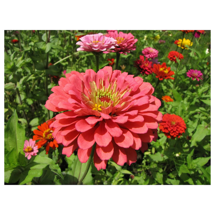 Zinnia Salmon Queen Flower Seeds for Planting – Bright Blooms, Non-GMO, Heirloom Seeds | Neera Seeds product photo [neera-v4-9e1394303cfbd1ddae8e]