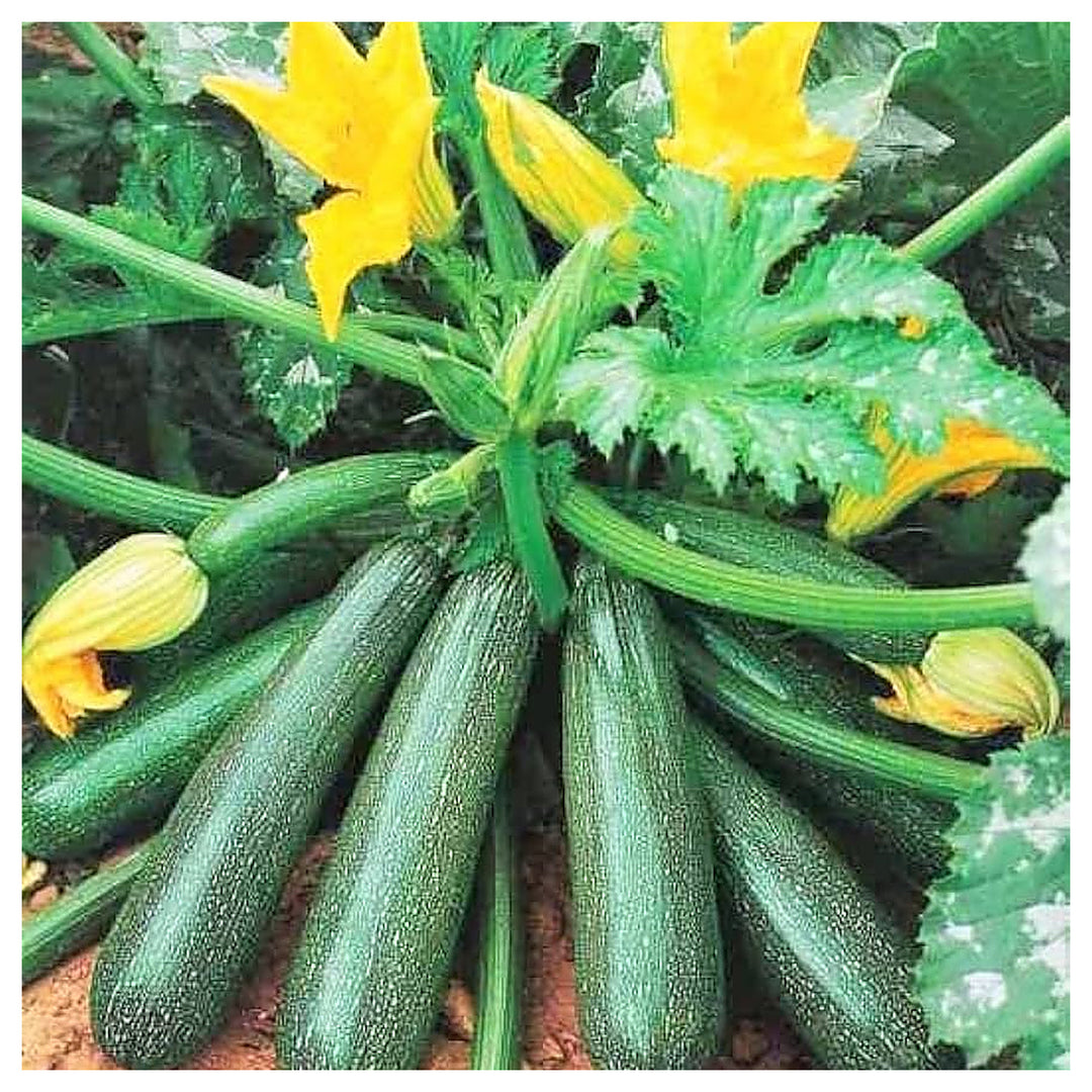 Green Zucchini Long Squash Seeds for Planting – Heirloom, Non-GMO, High-Yield Garden Vegetable Seeds | Neera Seeds product photo [neera-v4-9e33355209e483cfa6ed]