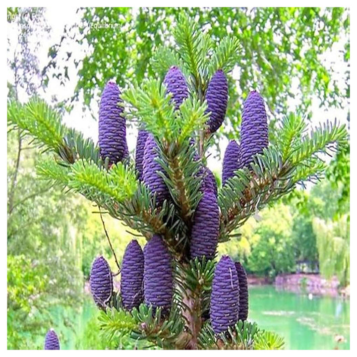 Abies Purple Plant Seeds for Planting – Organic, Heirloom, Non-GMO Conifer Seeds | Neera Seeds product photo [neera-v4-9e33d13aa9a25f67209f]