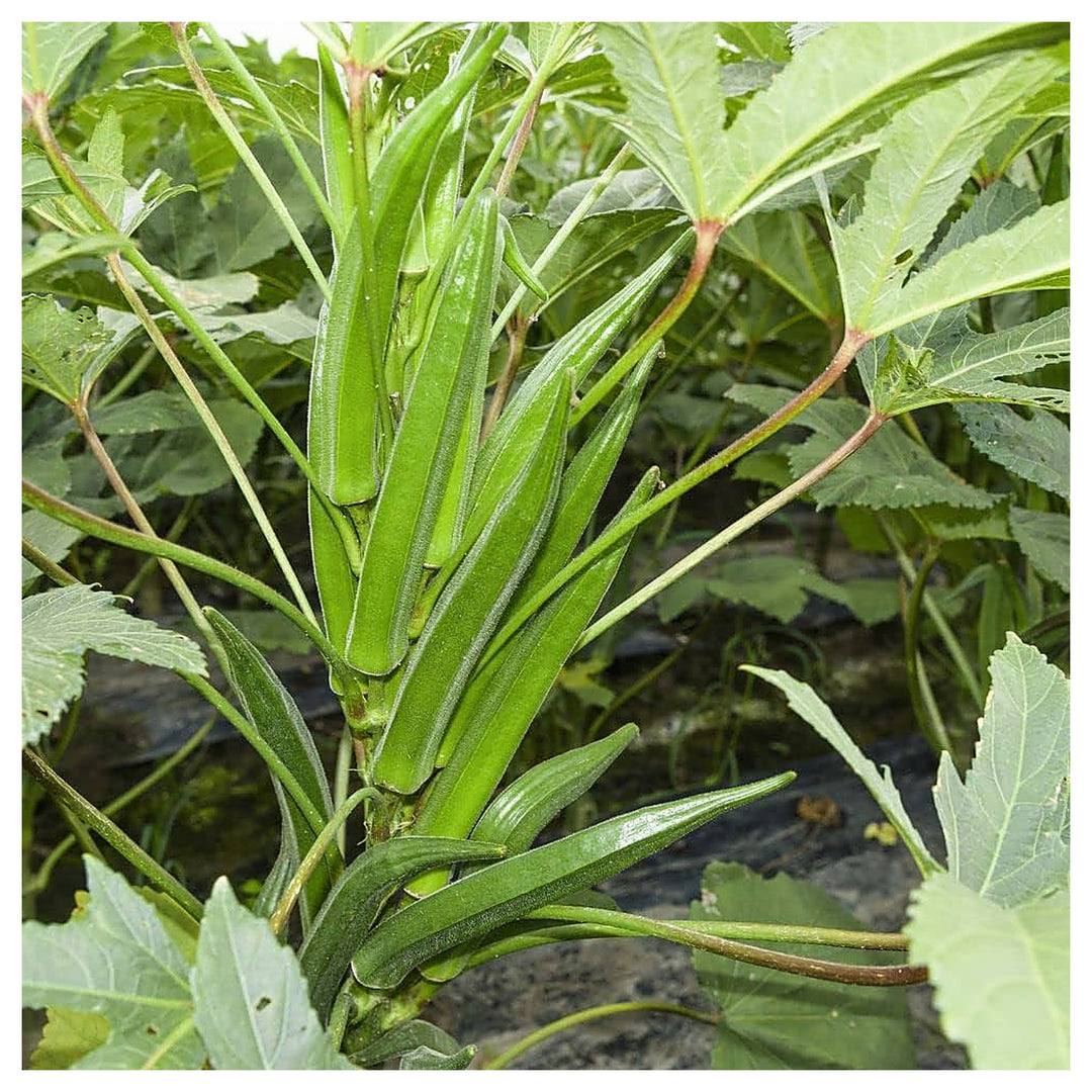 Hybrid Okra (Summer Variety) Seeds for Planting – Early Maturing, High Yield, Heat-Tolerant Variety for Spring & Su | Neera Seeds product photo [neera-v4-9e40becf4c92eaf253fe]
