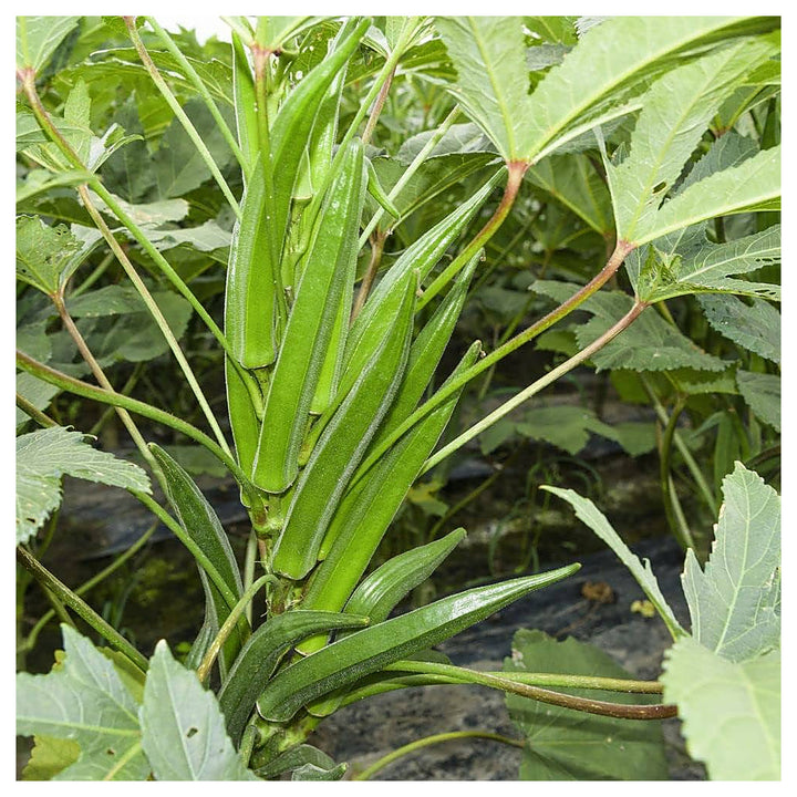 Hybrid Okra (Summer Variety) Seeds for Planting – Early Maturing, High Yield, Heat-Tolerant Variety for Spring &amp; Su | Neera Seeds product photo [neera-v4-9e40becf4c92eaf253fe]