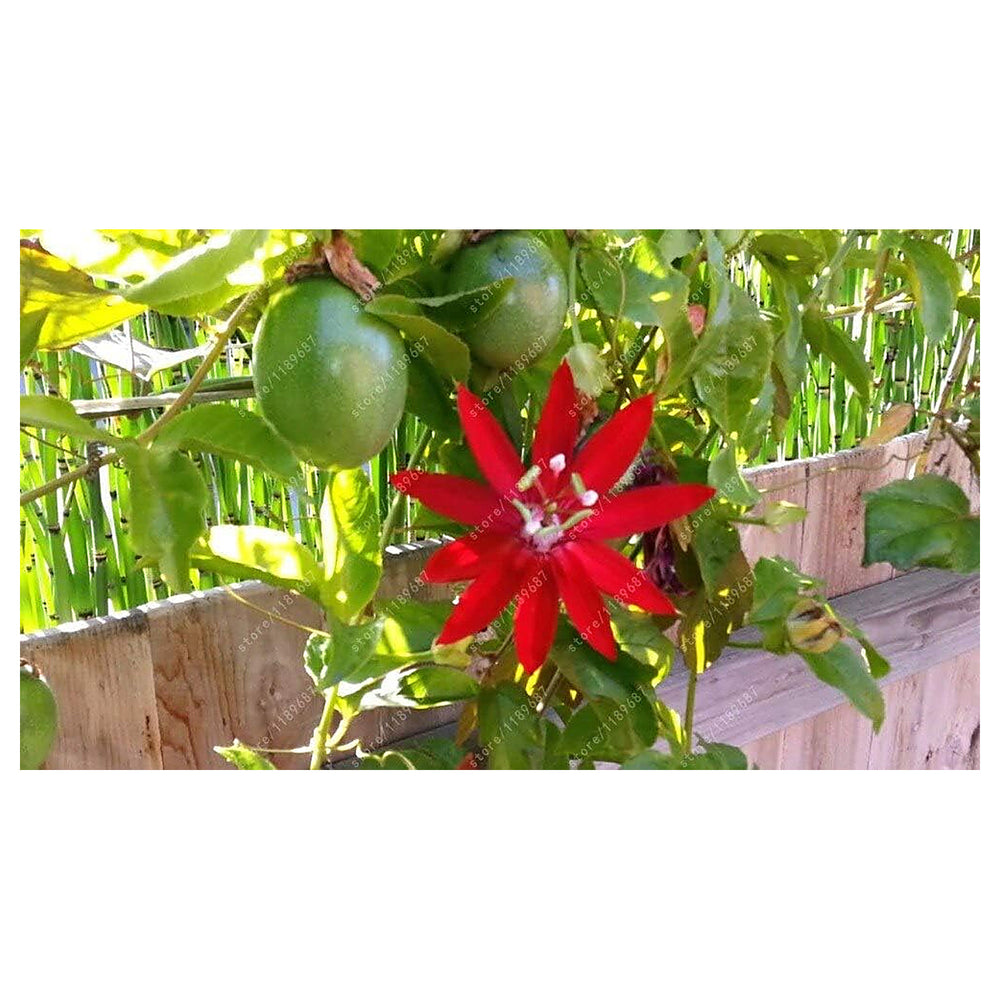 Passion Fruit Seeds for Planting – Dark Purple Variety, Heirloom & Non-GMO, Sweet & Juicy Backyard Fruits | Neera Seeds product photo [neera-v4-9e48dc56baaade8282c1]