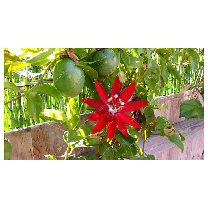 Passion Fruit Seeds for Planting – Dark Purple Variety, Heirloom &amp; Non-GMO, Sweet &amp; Juicy Backyard Fruits | Neera Seeds product photo [neera-v4-9e48dc56baaade8282c1]