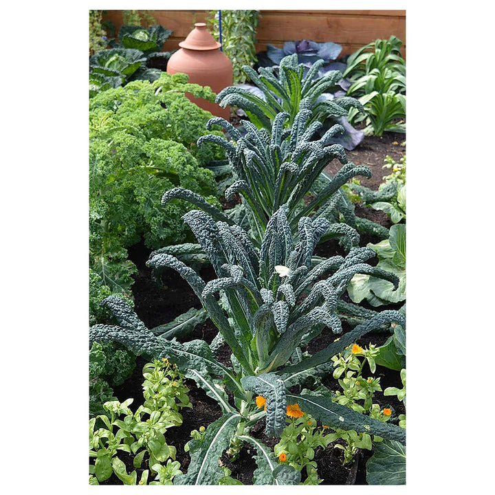 Lacinato Kale Seeds for Planting – Heirloom, Non-GMO, Organic Garden Seeds, High Germination Dinosaur Kale | Neera Seeds product photo [neera-v4-9e540050a0c66e547724]