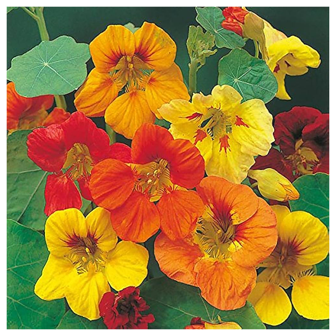 Cream Red Nasturtium Flower For Gardening Flower Seeds for Home Garden Planting, Ornamental Organic | Neera Seeds product photo [neera-v4-9e5bf8dd96c795311de4]