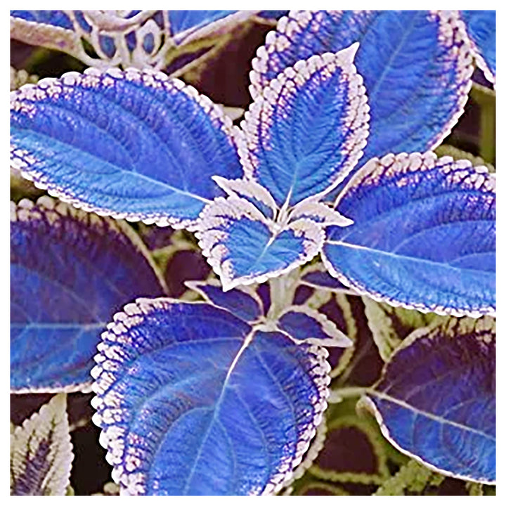 Blue Dragon Coleus Flower Seeds – Heirloom Non-GMO High Germination Organic Garden Seeds for Planting | Neera Seeds product photo [neera-v4-9e694f70150394b191fe]