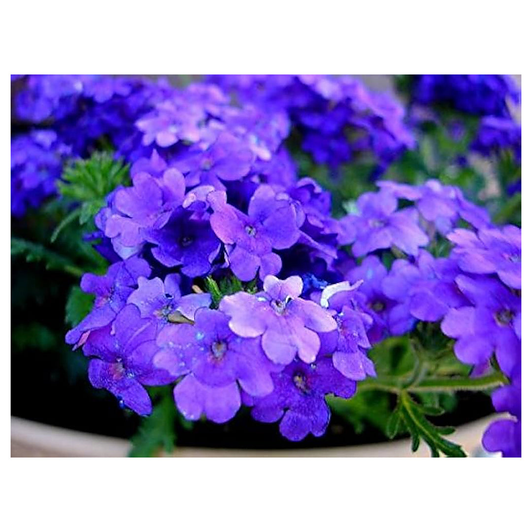 Verbena Hybrida Mixed Planting Urban Garden Flower Bed Flower Seeds Home Garden Planting, | Neera Seeds product photo [neera-v4-9e69f7e36dc52aeebd84]