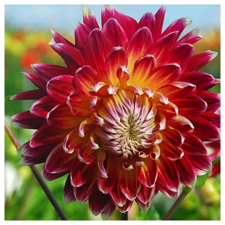 Akita Dahlia Red Flower Seeds – Heirloom, Non-GMO, High Germination Organic Garden Seeds for Planting | Neera Seeds product photo [neera-v4-9e6a249bc12644f67c8f]