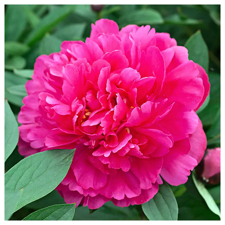 Paeonia Flower Seeds – Heirloom Non-GMO Peony Blooms for Elegant Garden Planting | Neera Seeds product photo [neera-v4-9e76e937ce94b62b5252]