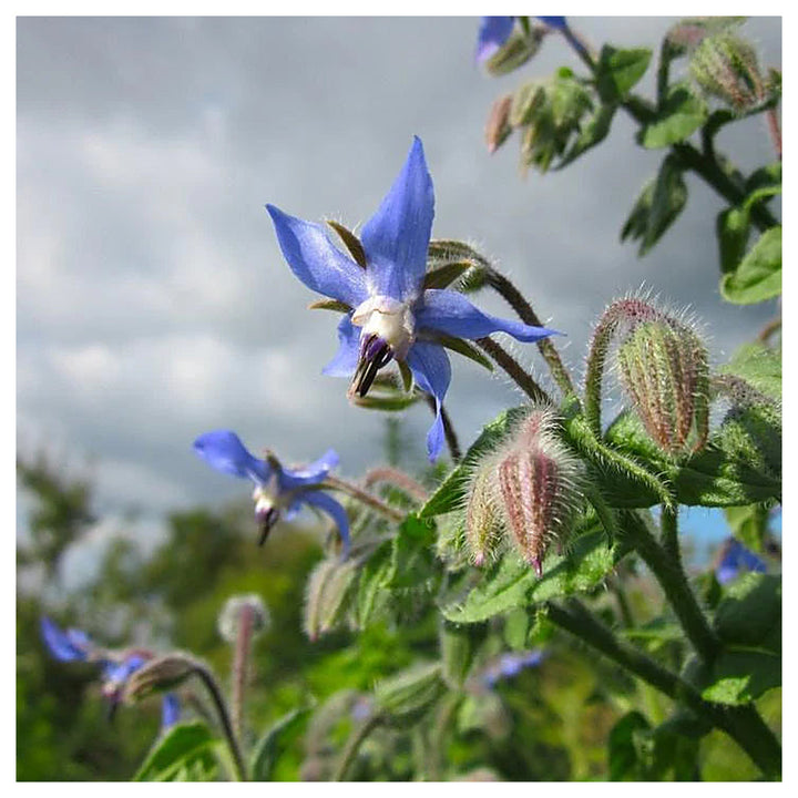Borage Dark Blue Seeds for Planting – Organic, Heirloom, Non-GMO Flower Seeds | Neera Seeds product photo [neera-v4-9e8ae9bc07a970031691]