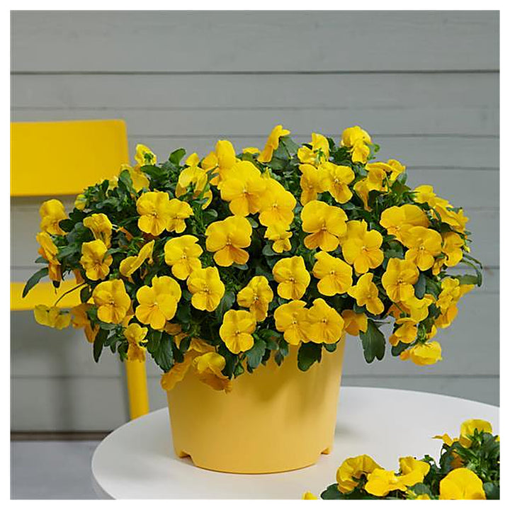 Heirloom Trailing Pansy Flower Seeds for Planting – Non-GMO, Organic Garden Seeds with High Germination | Neera Seeds product photo [neera-v4-9e90d0eea6f8bae3e2a9]