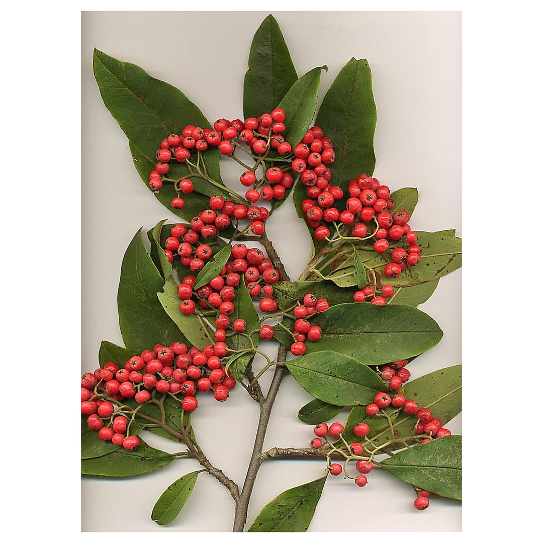 Cotoneaster Fruit Cotoneaster Fruit Seeds for Cultivation – NON GMO Heirloom Seeds for Home Gardenfor Cultivation – | Neera Seeds product photo [neera-v4-9ea01444ae5b5d62320e]