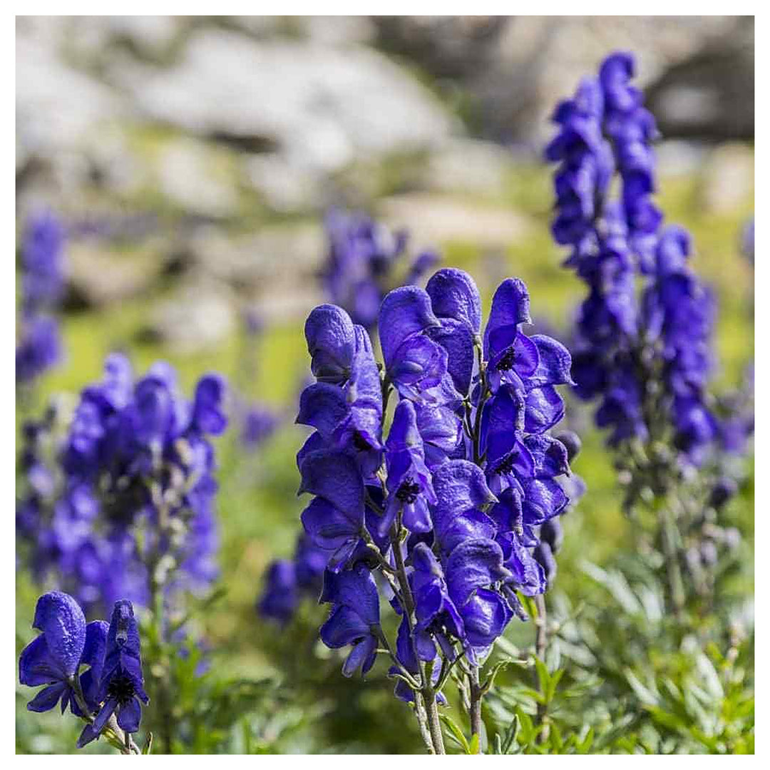 Monkshood Flower Seeds for Planting, 100 pcs | Neera Seeds product photo [neera-v4-9ea90fa9a180033b4221]
