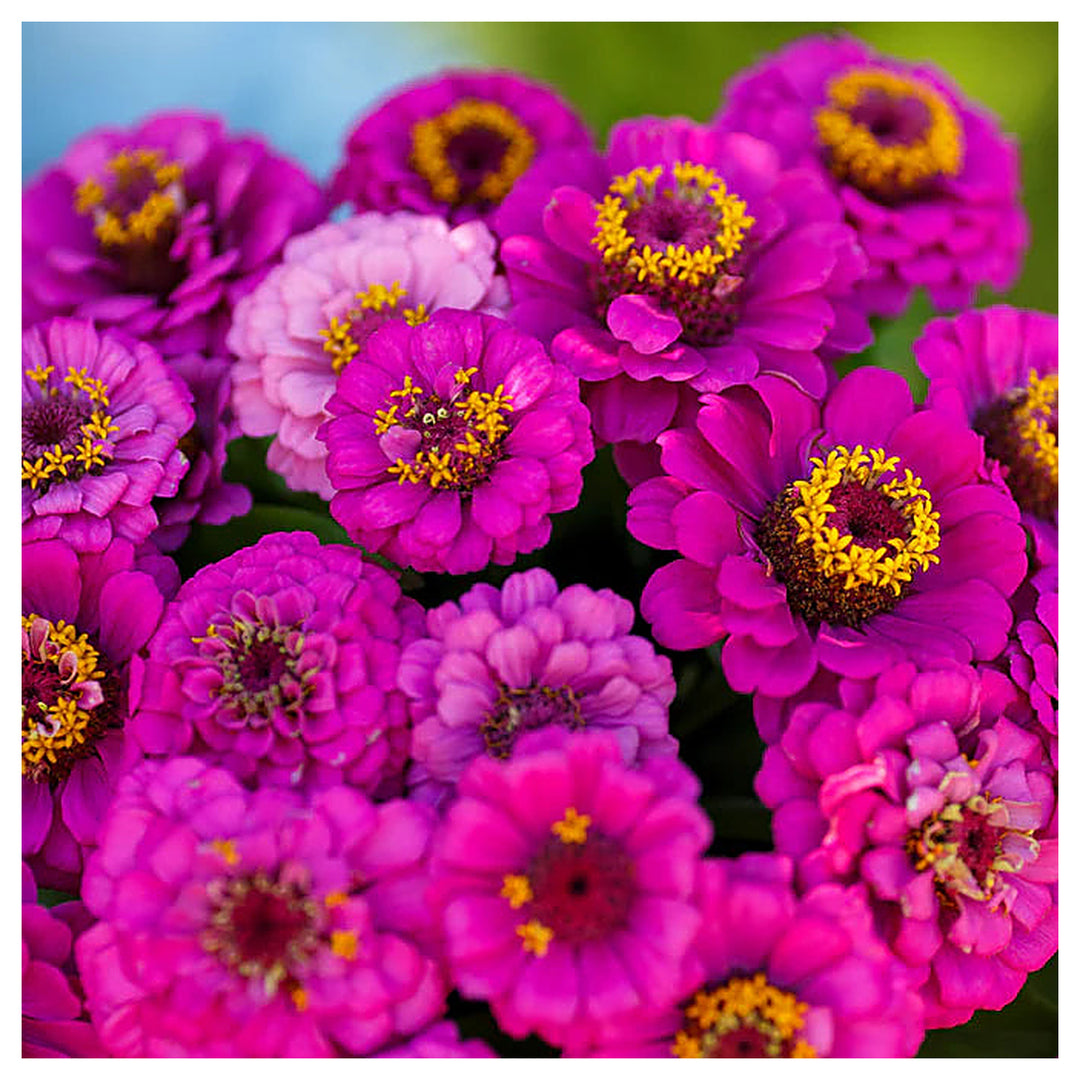 Pumila Violet Zinnia Flower Seeds for Planting – Heirloom, Non-GMO, High Germination Vibrant Organic Garden Seeds | Neera Seeds product photo [neera-v4-9eb70c11597c51b217cc]