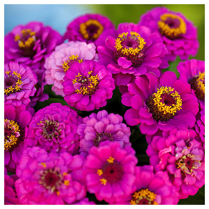 Pumila Violet Zinnia Flower Seeds for Planting – Heirloom, Non-GMO, High Germination Vibrant Organic Garden Seeds | Neera Seeds product photo [neera-v4-9eb70c11597c51b217cc]