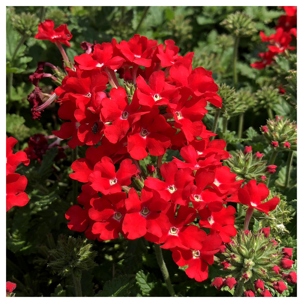 Red Verbena Scarlet Flower Seeds for Planting – Heirloom, Non-GMO, Organic Garden Seeds | Neera Seeds product photo [neera-v4-9eb99046dfb9f92d0ba4]